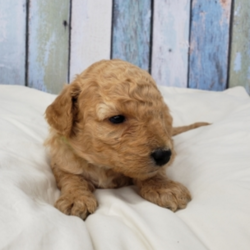 Toby/Goldendoodle/Male/3 Weeks,"Hi, I'm Toby! It's very nice to meet you. I'm a very outgoing puppy and I'm looking for a family where I would fit in! If you think you could be that family, then hurry up and pick me. I will be up to date on my vaccinations before coming home to you, so we can play as soon as I get there. I'm very excited about meeting my new family, so please don't make me wait too long!"