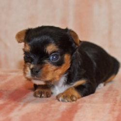 Alana/Yorkshire Terrier/Female/4 Weeks,“Yes, that is me in the pictures and yes I am just as cute in person, if not even cuter! You don't have to bother looking anymore because I know that I am the one for you. I will be the very best friend that you have ever had! I'm fun-loving and sweet, so we will have lots of great time together. Wouldn't you just love to take me home? I know I can't wait to meet you!”