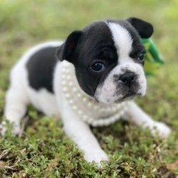Female French Bulldog is available for sale- breedtips
