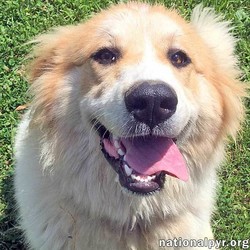 Adopt a dog:Me/Great Pyrenees/Female/Young,Can you picture yourself waking up every morning, and seeing this beautiful girl with the million dollar smile? Are you a person (or family) who leads an active lifestyle? Are you searching for a big girl (maybe 90 lbs.) who will fit nicely with your other active male dog? Then lucky you, Calli is just waiting to join your family! She is a young Pyr mix with pretty golden markings. We think Calli is a Pyrenees/Golden Retriever mix and she has a joy and an exuberance for life. Calli gets along great with the foster’s resident dogs and resident puppy, and is always up for playtime. She is sweet and good natured, and is learning her manners in her foster home. Her foster Mom says Calli loves her pool and playing in the water, but not so much when it comes to bath time. Can’t say as we blame her! This young girl would do best with older children, as she sometimes forgets how big and playful she is, and would love a doggy playmate who can match her energy level. Maybe she would love to be your hiking or running partner if you need one, or even your swimming buddy. Calli is ready, willing, and able to make the transition to her furever home. If you think Calli (the one with the winning smile) is the girl for you, be sure to fill out an adoption application!

NYS Registered Rescue # RR102
NGPR dogs are in foster homes throughout the U.S., NOT Beacon, NY. View full listing, fee and online application at - www.nationalpyr.org/rescue-dogs (sorry, no phone submissions, but if you would like more information you can call 877-739-3582 or email us at renpyrgroup@yahoo.com).

Secure VISIBLE fencing is required; invisible fencing WILL NOT contain this breed.

Our goal is to assess every application on its own merits. Key considerations are: 1) the experience of the applicant with large breed dogs 2) children in the household or regularly visiting the household are ready for a large-breed dog who is a guardian by nature (www.nationalpyr.org/know-the-breed) and 3) the sex of other dogs currently residing in the household to avoid same-sex aggression issues. For puppies under six months old, the applicant’s ability to socialize the puppy with older dogs is a priority.