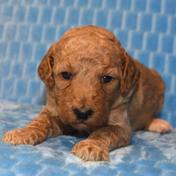 Sadi/Goldendoodle/Female/,Hi, my name is Sadi! I am a little baby that loves kisses and snuggles! I love to sit by the fire with you or romp around outside in the yard. I love playing with my favorite toys and would be glad to share them with you. Believe me when I say that I am the best puppy you will ever meet! I know I will love my forever family and I cannot wait to meet them. I am so ready to come home! Pick me!