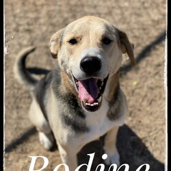 Adopt a dog:Bodine/Hound/Male/Adult,Hi there! I'm Bodine. I'm a big, sweet Hound/Shepherd mix; approximately 6 years old and I weigh 75 lbs. I had sort of a rough start to life; I was neglected, malnourished and so skinny, you could see every single one of my ribs. When the nice people who rescued me found me, the only water source I had was a leaky septic system. YUCK! I was so thankful when those nice folks brought me to ARFhouse; my days of searching for food and water were over. 

I am just about the nicest guy in the whole world; I am gentle, sweet and loving. I don't like other dogs but I love humans more than anything in the whole world. I will make the most wonderful companion. I am middle-aged but I don't act a day over 2. I love to run, play and get all the belly rubs. I am a big ol' boy, so I would not be suitable for an apartment, I will need a large, fenced yard so that I can run and play whenever I want.

The fee to adopt _ is $200.00; this includes spay/neuter, deworming, vaccinations and a microchip. If you are interested in adopting _, please visit our website. www.arfhouse.org and fill out an adoption application. 

**Please Note: _ is currently located at our facility in Sherman, Texas. Adoptions are by-appointment only; if you would like to meet _, please fill out an application on our website. Once we have your application, our Adoption Coordinator will follow up with you ASAP with any questions she may have, or to set up a meet-and-greet.