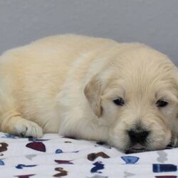 Newt/Golden Retriever/Male/,Hi, my name is Newt. I have so much fun and I'm ready to make many memories with you. We can nap when we are tired and play together during the day. I just went to the vet and they made sure I was ready to go. Jump on board and we will have a blast together! Since I will be new in town, all I need is a person I can trust to show me the ropes. Will you be my mentor and show me around?
