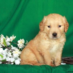 Dalton/Male /Male /Golden Retriever Puppy,Say hello to Dalton, a sweet Golden Retriever puppy who can be registered with the ACA! This adorable pooch is vet checked, up to date on shots and wormer, plus comes with a 30 day health guarantee provided by the breeder. Dalton loves to snuggle and would make the perfect family pet. If you are interested in meeting this calm pup, please contact Henry today!