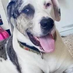 Adopt a dog:Blue/Catahoula Leopard Dog/Male/Adult,Meet Blue! It's no wonder where he got his name, from his beautiful blue eyes! Blue is a 3 yo catahoula mix, who loves to relax with his people or go for walks. He will need a patient home that will work with him, as he is hearing impaired and still learning hand signals. He is very smart, and so far knows sit, down and come, with hand signals and treats - he just wants to learn more! A secure, tall fence would be needed for his safety. Cats scare him, and he sees them as something to chase - so they're a no go. He does amazing with kids, and seems to love all people. Having another dog his energy level would be ideal, as he does like to run and play, but bigger dogs make him nervous. He'd love a family who will exercise and work with his disability, and allow him to cuddle with them on the couch. 
If you are interested in Blue, please apply at: AHeinz57.com