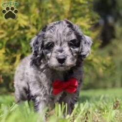 Mickey/Miniature Aussiedoodle									Puppy/Male	/7 Weeks,Mickey is an incredibly cute and loving Mini Aussiedoodle puppy with a love for adventures! He always comes running, tail wagging, to greet you with slobbery puppy kisses. He is always begging for belly rubs and scratches behind his ears, and who can say no to his cute little face? He loves following his humans everywhere, sniffing everything along the way. His bright, innocent eyes make you want to give him endless love and affection! Mama to this litter is an incredibly sweet and intelligent Australian Shepherd named Rosie. She weighs 30 lbs. Dad is a super handsome Mini Poodle named Kaspen, weighing in at 15 lbs. He also has his OFA certifications and is very eager to please. We are Canine Care Certified, a program that ensures dogs and puppies receive the highest standard of care in addition to state and federal licensing requirements. We want to hold ourselves to the highest standards and strive to give each puppy we raise a solid foundation of socialization and love, equipping them to take on the world with confidence. Each of our puppies will arrive with a complete vet exam already done, microchipped, current on vaccines and dewormer, and our one year genetic health guarantee is included. We require a $200 non-refundable deposit to reserve this baby. Please call Irma to learn more about this adorable little one. (We are available Monday through Saturday)