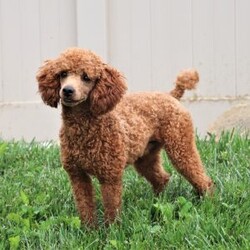 Mickey/Miniature Aussiedoodle									Puppy/Male	/7 Weeks,Mickey is an incredibly cute and loving Mini Aussiedoodle puppy with a love for adventures! He always comes running, tail wagging, to greet you with slobbery puppy kisses. He is always begging for belly rubs and scratches behind his ears, and who can say no to his cute little face? He loves following his humans everywhere, sniffing everything along the way. His bright, innocent eyes make you want to give him endless love and affection! Mama to this litter is an incredibly sweet and intelligent Australian Shepherd named Rosie. She weighs 30 lbs. Dad is a super handsome Mini Poodle named Kaspen, weighing in at 15 lbs. He also has his OFA certifications and is very eager to please. We are Canine Care Certified, a program that ensures dogs and puppies receive the highest standard of care in addition to state and federal licensing requirements. We want to hold ourselves to the highest standards and strive to give each puppy we raise a solid foundation of socialization and love, equipping them to take on the world with confidence. Each of our puppies will arrive with a complete vet exam already done, microchipped, current on vaccines and dewormer, and our one year genetic health guarantee is included. We require a $200 non-refundable deposit to reserve this baby. Please call Irma to learn more about this adorable little one. (We are available Monday through Saturday)