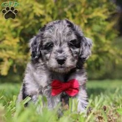 Mickey/Miniature Aussiedoodle									Puppy/Male	/7 Weeks,Mickey is an incredibly cute and loving Mini Aussiedoodle puppy with a love for adventures! He always comes running, tail wagging, to greet you with slobbery puppy kisses. He is always begging for belly rubs and scratches behind his ears, and who can say no to his cute little face? He loves following his humans everywhere, sniffing everything along the way. His bright, innocent eyes make you want to give him endless love and affection! Mama to this litter is an incredibly sweet and intelligent Australian Shepherd named Rosie. She weighs 30 lbs. Dad is a super handsome Mini Poodle named Kaspen, weighing in at 15 lbs. He also has his OFA certifications and is very eager to please. We are Canine Care Certified, a program that ensures dogs and puppies receive the highest standard of care in addition to state and federal licensing requirements. We want to hold ourselves to the highest standards and strive to give each puppy we raise a solid foundation of socialization and love, equipping them to take on the world with confidence. Each of our puppies will arrive with a complete vet exam already done, microchipped, current on vaccines and dewormer, and our one year genetic health guarantee is included. We require a $200 non-refundable deposit to reserve this baby. Please call Irma to learn more about this adorable little one. (We are available Monday through Saturday)