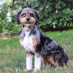 Saige/Standard Poodle									Puppy/Female	/6 Weeks,Meet Saige! Born with hair as soft as silk and the most charming of personalities, this sweet Moyen Poodle is ready to take on the world with her forever family by her side. Our little rays of sunshine are the living embodiment of the intelligence and athletic abilities that has made these  Poodles the stars that they are. Their knack for bringing smiles to the faces of everyone they meet as ensured that the pups have received endless love and attention since birth. This has allowed them to become highly socialized and very adaptable. When they join you and your family, they will have no trouble adjusting to you and your lifestyle. Mama, Zoey, is a beautiful Poodle. She is an absolute sweetheart and loves hanging out with her favorite humans. She weighs around 40 lbs. Victor is the handsome dad. He loves romping around our yard and is always down for a belly rub, he weighs 12-14 lbs. Victor is OFA certified on Eyes, Heart, LCP, and Patella. All of our puppies will arrive at their forever homes microchipped and up to date on all vaccinations and dewormer. AKC registration papers will also be included. They will have received their first vet check to ensure they are happy, healthy, and ready to join their new families. (We require a $200 deposit to reserve this baby.) Please call me anytime Monday through Saturday with any additional questions. -Irma 