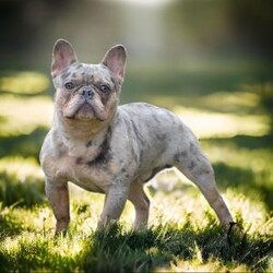 Luke/Frenchton									Puppy/Male	/6 Weeks,This is Luke, a cute and cuddly Frenchton puppy who is just sweet as can be! He is vet checked and up to date on shots & wormer plus Luke comes with a 30 day health guarantee provided by the breeder. And, his mother is available to meet. To learn more about this lovable pooch, call the breeder today!