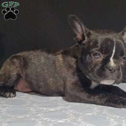 Zeke/Frenchton									Puppy/Male	/7 Weeks,Meet Zeke. He is a energetic Frenchton puppy. His mom is Tracie, an AKC registered French Bulldog and his dad is Flash an AKC registered Boston Terrier. Zeke was raised on our 100% organic grassfed farm near Morrisville New York. He is well socialized, used to playing with children and ready for a forever home. He is vet checked and up to date on his vaccines, and dewormers. Please call us today to schedule an appointment to meet Zeke and his mom Tracie and dad Flash. Call Mervin and Verna. Best time to call: Anytime Monday through Saturday. Door to door delivery available.