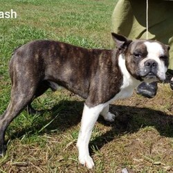 Zeke/Frenchton									Puppy/Male	/7 Weeks,Meet Zeke. He is a energetic Frenchton puppy. His mom is Tracie, an AKC registered French Bulldog and his dad is Flash an AKC registered Boston Terrier. Zeke was raised on our 100% organic grassfed farm near Morrisville New York. He is well socialized, used to playing with children and ready for a forever home. He is vet checked and up to date on his vaccines, and dewormers. Please call us today to schedule an appointment to meet Zeke and his mom Tracie and dad Flash. Call Mervin and Verna. Best time to call: Anytime Monday through Saturday. Door to door delivery available.