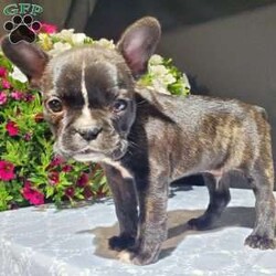 Zeke/Frenchton									Puppy/Male	/7 Weeks,Meet Zeke. He is a energetic Frenchton puppy. His mom is Tracie, an AKC registered French Bulldog and his dad is Flash an AKC registered Boston Terrier. Zeke was raised on our 100% organic grassfed farm near Morrisville New York. He is well socialized, used to playing with children and ready for a forever home. He is vet checked and up to date on his vaccines, and dewormers. Please call us today to schedule an appointment to meet Zeke and his mom Tracie and dad Flash. Call Mervin and Verna. Best time to call: Anytime Monday through Saturday. Door to door delivery available.