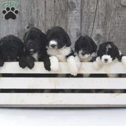 Dakota/Mini Sheepadoodle									Puppy/Male	/6 Weeks,To contact the breeder about this puppy, click on the “View Breeder Info” tab above.