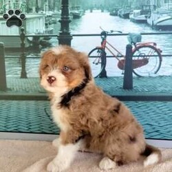 Lollipop/Miniature Aussiedoodle									Puppy/Female	/8 Weeks,Meet “Lollipop ” the adorable Chocolate Merle Miniature Aussiedoodle,  Lollipop is super friendly and currently being family raised on a farm with children,  making her a perfect addition to your family home! If you would like more information,  call or text the breeder today!