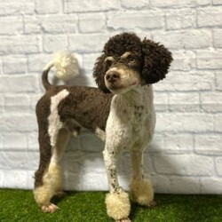 Lollipop/Miniature Aussiedoodle									Puppy/Female	/8 Weeks,Meet “Lollipop ” the adorable Chocolate Merle Miniature Aussiedoodle,  Lollipop is super friendly and currently being family raised on a farm with children,  making her a perfect addition to your family home! If you would like more information,  call or text the breeder today!