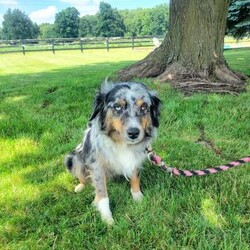 Ghost/Miniature Aussiedoodle									Puppy/Male	/8 Weeks,Meet “Ghost” the adorable blue Merle Minature Aussiedoodle, Ghost is super fun and currently being family raised on a farm with children,  making her a perfect addition to your family home! If you would like more information,  call or text the breeder today!