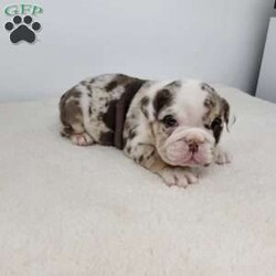 Geneva/English Bulldog									Puppy/Female	/6 Weeks,Meet Geneva! A happy puppy who is up to date with shots and dewormer, is microchipped, and is looking for a loving home! Please contact us with any questions or to come meet her!