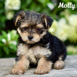 Molly/Morkie / Yorktese									Puppy/Female	/8 Weeks,If you are in search of Morkie puppies for sale, look no further! Our Morkie puppies are not only adorable but also come with the assurance of being vet checked and family raised.