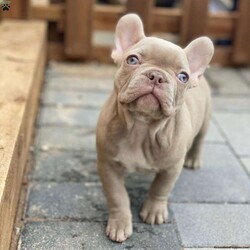 ISABELLA/French Bulldog									Puppy/Female	/19 Weeks,Isabella Lilac Rare Fluffy Gene Carrier French Bulldog female. Gorgeous eyes Hazel yellow, she’s trained wee wee pad trained,  she sits, gives paw, healthy  loves everyone,  loves other dogs & kids!  EXCELLENT QUALITY!!! She’s short stocky huge head & chest mini short under 20 pounds, Health Guaranteed ! We ship for an additional fee. Call us direct for faster response,  You will love this dog!!! 