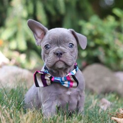 Bonnie/Frenchton									Puppy/Female	/8 Weeks,Say Hello to the cutest puppy named Bonnie! She is a sturdy little Frenchton puppy that has inherited some of the best qualities from both of her parents. Frenchtons are playful, outgoing, and love to be the center of attention. She will be sure to greet you with lots of puppy kisses and will jump all over you! With her cute little puppy-dog face you won't be able to resist her. She will be sure adapt to your family right away.