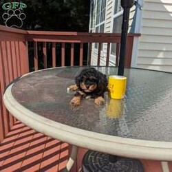 Max/Miniature Aussiedoodle									Puppy/Male	/7 Weeks,This little boy Max is raised in our home with my kids and is well socialized, friendly and playful. He has gorgeous phantom color. Dad is an AKC registered pure-bred miniature poodle and weighs 10 lbs, Mom is a mini aussiedoodle weighs 12 lbs.