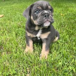 Maggie/English Bulldog									Puppy/Female	/12 Weeks,To contact the breeder about this puppy, click on the “View Breeder Info” tab above.