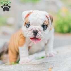 Lilly/English Bulldog									Puppy/Female	/8 Weeks,Lilly is a gorgeous female English Bulldog with amazing color and great structure. This girl has lots of wrinkles and an amazing out-going personality. Lilly has been vet-checked and is UTD on shots and dewormer. This puppy will come with AKC papers and a 30-day health guarantee.