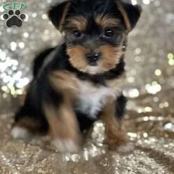 Lucy Lou/Morkie / Yorktese									Puppy/Female	/8 Weeks,Look at this beautiful little girl!  Full of life and love.  Family raised and socialized.  She is vet checked, wormed, and is up to date with shots.  Call before she is gone ! 