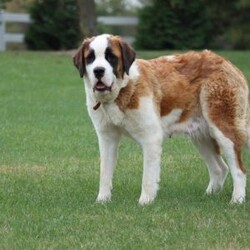 Ben/Saint Bernard Puppy/Male /9 Weeks Ben/Saint Bernard Puppy/Male /9 Weeks,Looking for help in choosing a furever St Berrnard puppy? Your search can be over! With over 16 years of experience in raising these beautiful dogs,we can help you successfully choose the puppy of your dreams today!