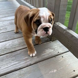 Honey/English Bulldog									Puppy/Female	/9 Weeks,Honey is a gorgeous female English Bulldog with amazing color and great structure. This girl has lots of wrinkles and an amazing out-going personality. Honey has been vet-checked and is UTD on shots and dewormer. This puppy will come with AKC papers and a 30-day health guarantee.