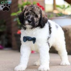 Avery/Standard Poodle									Puppy/Male	/7 Weeks,Meet Avery, our beautiful Standard Poodle with a super lively and playful personality! He comes with limit AKC registration. If you are looking for a well socialized and confident puppy, you are definitely at the right place. This little boy loves attention, and he’s also extremely alert and eager so he should catch on to things quickly. Poodles are known to make wonderful family pets, they are highly trainable and low shedding dogs. 