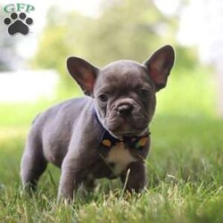 King/Frenchton									Puppy/Male	/7 Weeks,Say Hello to the cutest puppy named King! He is a sturdy little Frenchton puppy that has inherited some of the best qualities from both of his parents. Frenchtons are playful, outgoing, and love to be the center of attention. He will be sure to greet you with lots of puppy kisses and will jump all over you! With his cute little puppy-dog face you won't be able to resist him. He will be sure adapt to your family right away.