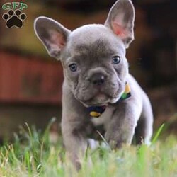 King/Frenchton									Puppy/Male	/7 Weeks,Say Hello to the cutest puppy named King! He is a sturdy little Frenchton puppy that has inherited some of the best qualities from both of his parents. Frenchtons are playful, outgoing, and love to be the center of attention. He will be sure to greet you with lots of puppy kisses and will jump all over you! With his cute little puppy-dog face you won't be able to resist him. He will be sure adapt to your family right away.