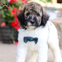 Avery/Standard Poodle									Puppy/Male	/7 Weeks,Meet Avery, our beautiful Standard Poodle with a super lively and playful personality! He comes with limit AKC registration. If you are looking for a well socialized and confident puppy, you are definitely at the right place. This little boy loves attention, and he’s also extremely alert and eager so he should catch on to things quickly. Poodles are known to make wonderful family pets, they are highly trainable and low shedding dogs. 