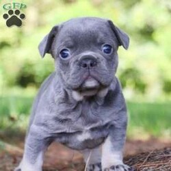 Jupiter/Frenchton									Puppy/Female	/5 Weeks,Jupiter is that one of a kind Frenchton puppy! She has been loved and doted on since day one. As a licensed veterinarian, I strive to give my dogs and puppies the best care possible. We are avid dog lovers and all our dogs are devoted members of our family. This litter has been raised in our home. Jupiter is super sweet and friendly and has that infectious happy energy that lights up any room she walks into. Her playful hops and bounces are incredibly adorable. She will always come running to greet you with many puppy kisses. Mama to this litter is named Luna. She is a very sweet and outgoing girl and a wonderful mama to her babies. She is a 3/4 French Bulldog and 1/4 Boston Terrier. Dad is a super handsome French Bulldog named Leonard. The babies are 7/8 French Bulldog and 1/8 Boston Terrier. They have the darling Frenchie looks with a small amount of Boston Terrier characteristics that compliments them perfectly. Each of our babies will arrive at their new home with a complete vet exam done, microchipped, current on vaccinations and deworming, and our one year genetic health guarantee will be included. We require a deposit to reserve this puppy. Call or text me for more information or to schedule a visit. If you are unable to visit we also offer shipping. -Dr. Joe Varga