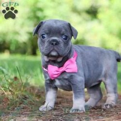 Jupiter/Frenchton									Puppy/Female	/5 Weeks,Jupiter is that one of a kind Frenchton puppy! She has been loved and doted on since day one. As a licensed veterinarian, I strive to give my dogs and puppies the best care possible. We are avid dog lovers and all our dogs are devoted members of our family. This litter has been raised in our home. Jupiter is super sweet and friendly and has that infectious happy energy that lights up any room she walks into. Her playful hops and bounces are incredibly adorable. She will always come running to greet you with many puppy kisses. Mama to this litter is named Luna. She is a very sweet and outgoing girl and a wonderful mama to her babies. She is a 3/4 French Bulldog and 1/4 Boston Terrier. Dad is a super handsome French Bulldog named Leonard. The babies are 7/8 French Bulldog and 1/8 Boston Terrier. They have the darling Frenchie looks with a small amount of Boston Terrier characteristics that compliments them perfectly. Each of our babies will arrive at their new home with a complete vet exam done, microchipped, current on vaccinations and deworming, and our one year genetic health guarantee will be included. We require a deposit to reserve this puppy. Call or text me for more information or to schedule a visit. If you are unable to visit we also offer shipping. -Dr. Joe Varga