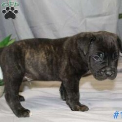 Diesel/Cane Corso Puppy/Male /9 Weeks Diesel/Cane Corso Puppy/Male /9 Weeks,Puppies are highly socialized and love greeting people! Raised around kids and many other people! Come see all their unique personalities! Ask For Recent Photos!!