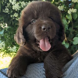 Zoey/Newfoundland									Puppy/Female	/6 Weeks,This girl is handled daily and loves to play in our yard. She’s a gem who does well with going outside to potty and plays so well with our other dogs. Our kids like to play chase with them.