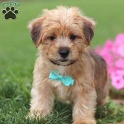 Pumpkin/Morkie / Yorktese									Puppy/Male	/9 Weeks,Introducing the most beautiful Morkie, Pumpkin! He has a beautiful, fluffy coat and big innocent eyes that will have you attached to him in no time. He is expected to mature around 9 lbs, the perfect size to join you on all your everyday activities.. big enough to keep up with a fast paced life, but small enough to be by your side no matter where you go! The Yorkie in this puppy is known it’s loyalty and feistiness while the Maltese is popular for it’s calm and sweet temperament. This results in an even tempered, super friendly little puppy. We spent a lot of time with this little boy since day one, this helps him mature with confidence and also makes for a smooth transition to his new home. Pumpkin will join his new family with: • First vet exam already completed • Current on necessary vaccines and dewormer • Microchipped • Our one year genetic health guarantee. The Mama to this litter a beautiful 10lb Maltese named Anna! She is an extremely smart and loyal girl, and always takes such good care of her puppies. The handsome Dad, Toby is a Yorkie that loves attention. He has a calm, laid back temperament and also weighs around 10 lbs. For any more information or to schedule a visit to meet this little one, please call or text anytime, Monday through Saturday. -Andy Raber 