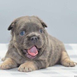 Captain/Frenchton									Puppy/Male	/5 Weeks,Blue and tan male fluffy frenchton hybrid designer puppy he is 3/4 French bulldog x 1/4 Boston terrier. We are located in Dayton Ohio you can come meet him in person or wecan make transportation arrangements and deliver to your front door step! We have been dedicated to breeding the hybrid for over a decade selectively breeding from health tested parentage and cleared for any genetic disorders. This is world class quality long hair fluffy frenchton his name is Captain he is very well socialized and eager to please! Loves to cuddle with everyone! Any serious inquiries or further interest please call or text any day of the week We will be glad to go over further details!