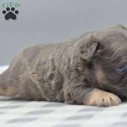 Captain/Frenchton									Puppy/Male	/5 Weeks,Blue and tan male fluffy frenchton hybrid designer puppy he is 3/4 French bulldog x 1/4 Boston terrier. We are located in Dayton Ohio you can come meet him in person or wecan make transportation arrangements and deliver to your front door step! We have been dedicated to breeding the hybrid for over a decade selectively breeding from health tested parentage and cleared for any genetic disorders. This is world class quality long hair fluffy frenchton his name is Captain he is very well socialized and eager to please! Loves to cuddle with everyone! Any serious inquiries or further interest please call or text any day of the week We will be glad to go over further details!