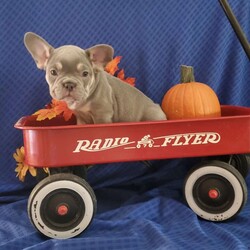 Rocky/Frenchton									Puppy/Male	/8 Weeks,Rocky is a very sweet  and friendly puppy.  He has blue eyes,  he loves to play with children  and his siblings. Please see my video below. 