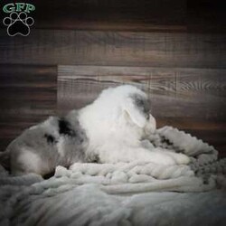 Dusk/Mini Sheepadoodle									Puppy/Male	/6 Weeks,Hi there! I’m an F1 Mini Sheepadoodle. I’m well socialized and ready for my forever home. Please call or text to adopt me today. 