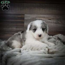 Dusk/Mini Sheepadoodle									Puppy/Male	/6 Weeks,Hi there! I’m an F1 Mini Sheepadoodle. I’m well socialized and ready for my forever home. Please call or text to adopt me today. 