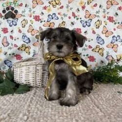Bingo/Miniature Schnauzer									Puppy/Male	/9 Weeks,Bingo is a sweet little guy, ready to give you Schnauzer loyalty. mom weights 22 lbs and dad 14 lbs