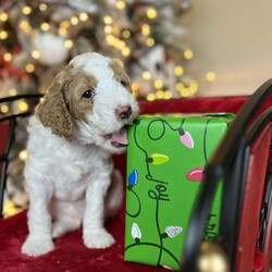 Steve Earl/Standard Poodle									Puppy/Male	/6 Weeks,Steve is a white and red parti poodle.  He is 6 weeks old and has been wormed twice and will receive his first shots next week.  He is being raised in our home and has been socialized with family.  He is ready to be AKC registered when in his forever home. He is eating kibble and still being nursed by his mother.  He will be ready for pick up after 12/8/23. 