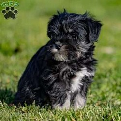 Wanda/Miniature Schnauzer									Puppy/Female	/6 Weeks,Are you ready to bring some miniature schnauzer charm into your life? We have a delightful litter of miniature schnauzer puppies ready to steal your heart! These intelligent and affectionate pups are known for their distinctive looks, spirited personalities, and unwavering loyalty.