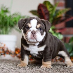 Reece/English Bulldog									Puppy/Male	/9 Weeks,Meet Reece!! The AKC English Bulldog puppy he is charismatic and spirited breed known for his friendly personality and gentle nature. With their compact, muscular build and an endearing, wrinkled face, these puppies radiate charm. His loyalty and affection make him an excellent choice for families and individuals alike. He is playful, intelligent, and highly trainable, making him a eager learner of new tricks and commands. He has a natural love for human companionship and is great with children, cementing their reputation as loving and loyal pets.