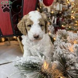 Steve Earl/Standard Poodle									Puppy/Male	/6 Weeks,Steve is a white and red parti poodle.  He is 6 weeks old and has been wormed twice and will receive his first shots next week.  He is being raised in our home and has been socialized with family.  He is ready to be AKC registered when in his forever home. He is eating kibble and still being nursed by his mother.  He will be ready for pick up after 12/8/23. 